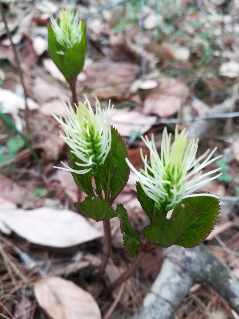 四块瓦新鲜银线草全株