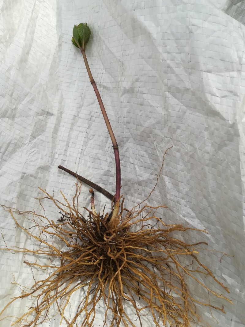 四块瓦新鲜银线草全株