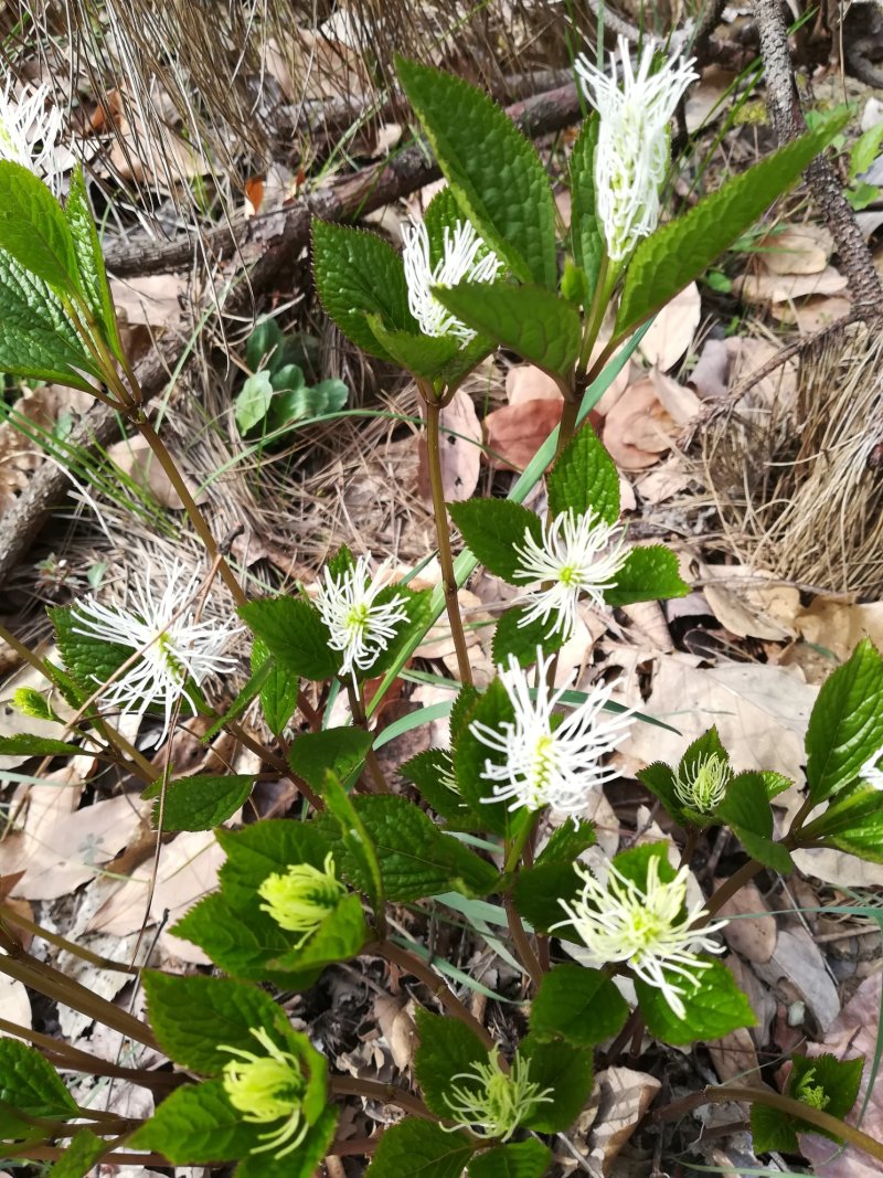 四块瓦新鲜银线草全株
