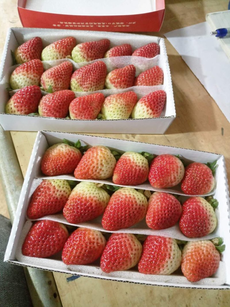云南夏季草莓