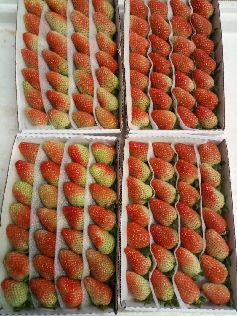 云南夏季草莓