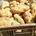 荷兰十五鲜土豆货源充足