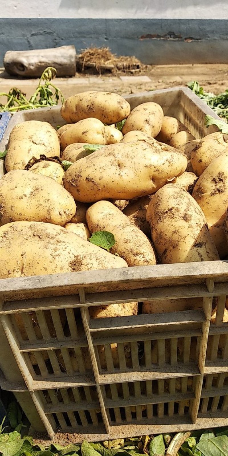 荷兰十五鲜土豆货源充足