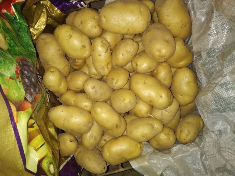 荷兰十五鲜土豆货源充足