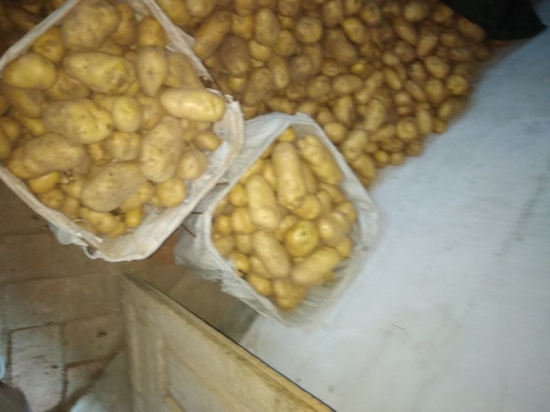 荷兰十五鲜土豆货源充足