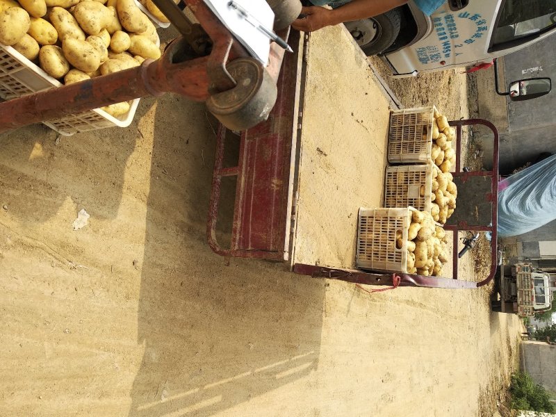 荷兰十五鲜土豆货源充足