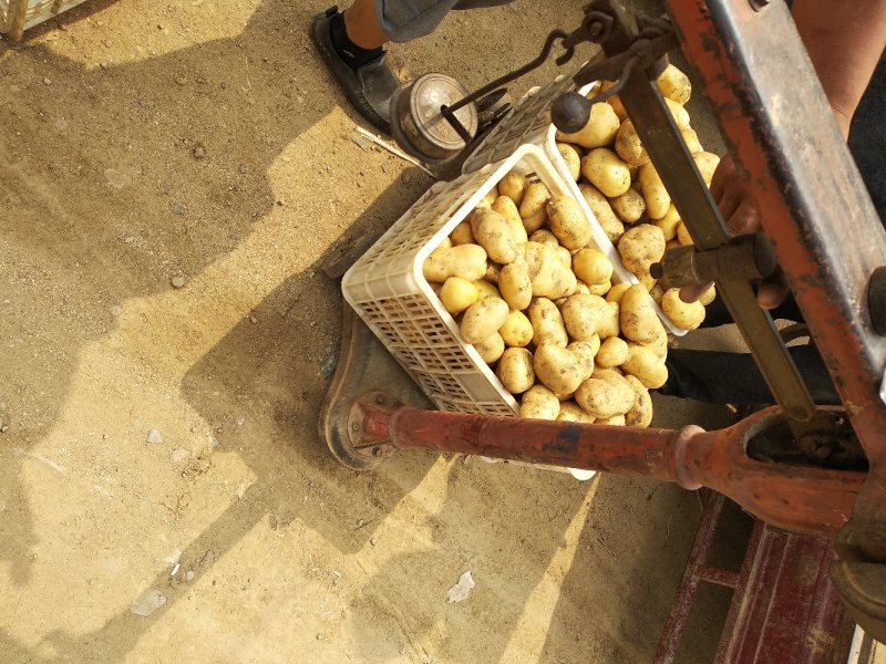 荷兰十五鲜土豆货源充足