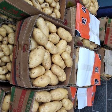 荷兰十五鲜土豆货源充足