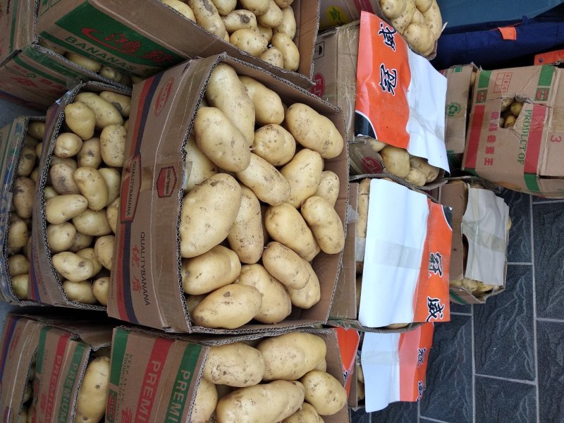 荷兰十五鲜土豆货源充足