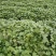 红薯苗济薯26红薯苗，高代脱毒苗，品种纯，晾晒时间长