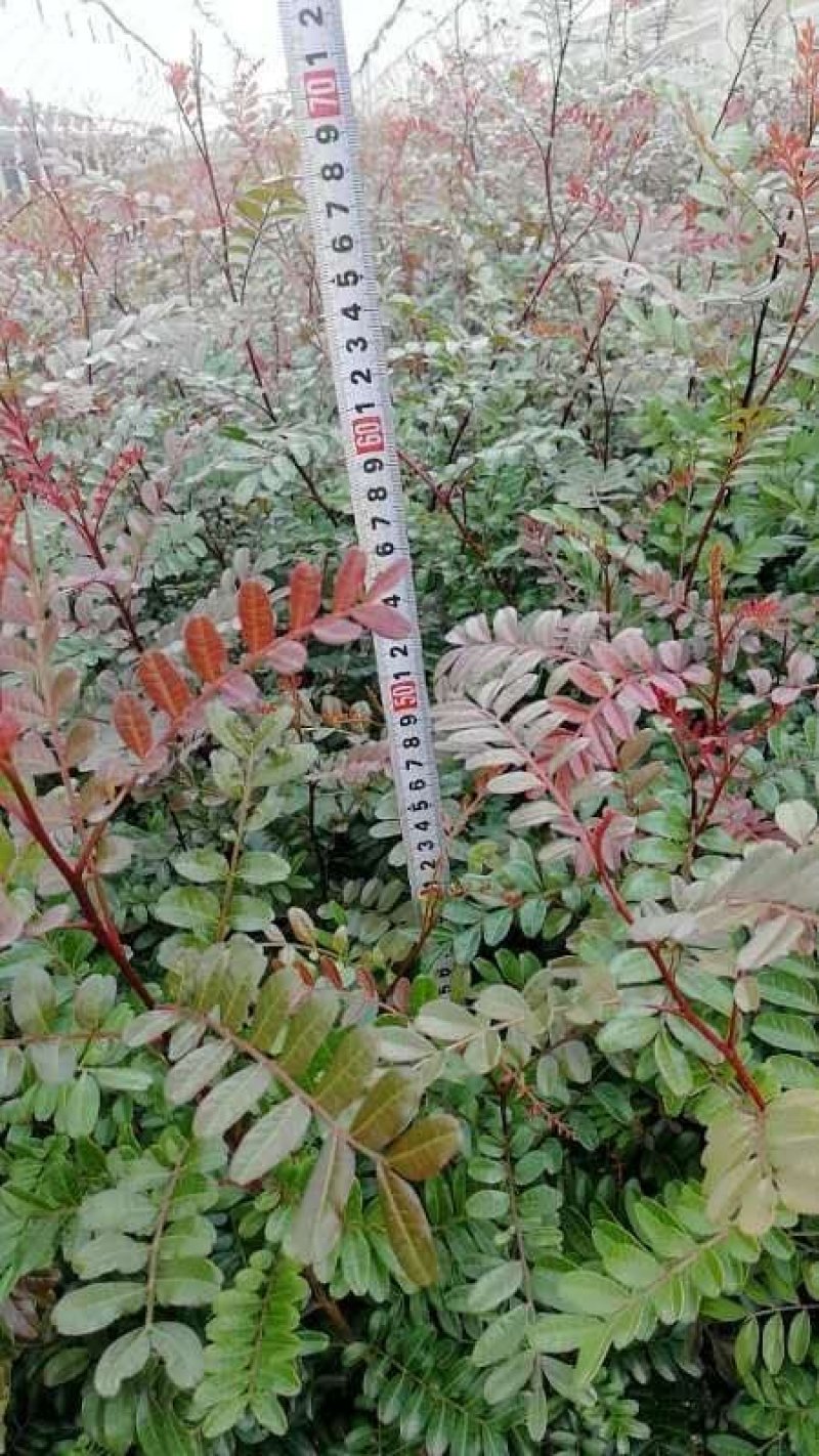 清香木