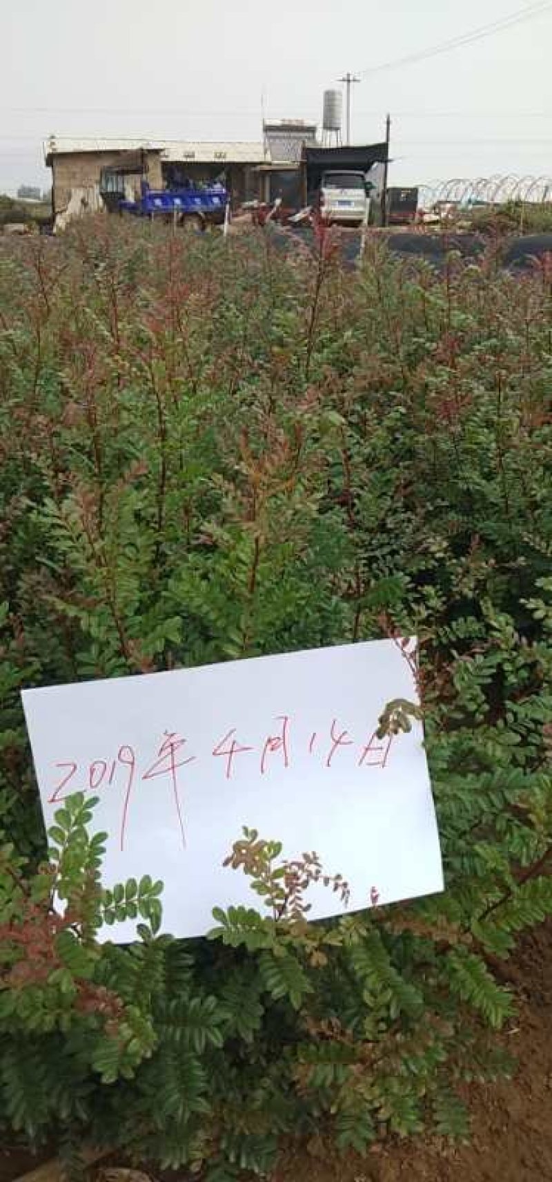 清香木