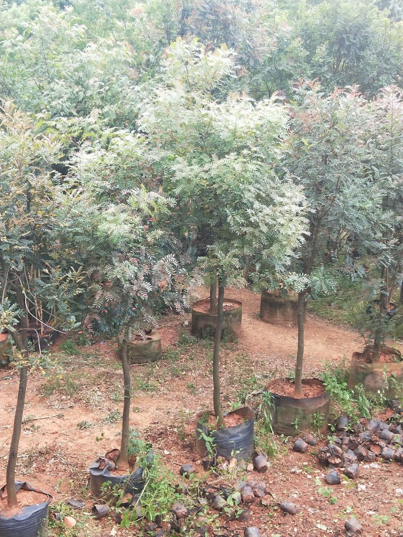 清香木