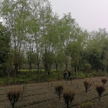 四川成都温江实生苗柳树，截杆柳树米径5-25cm