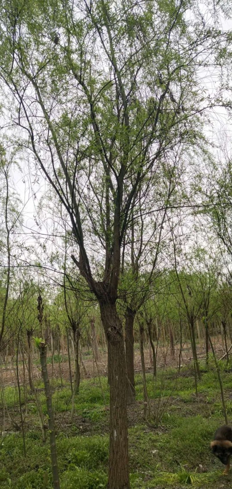 四川成都温江实生苗柳树，截杆柳树米径5-25cm