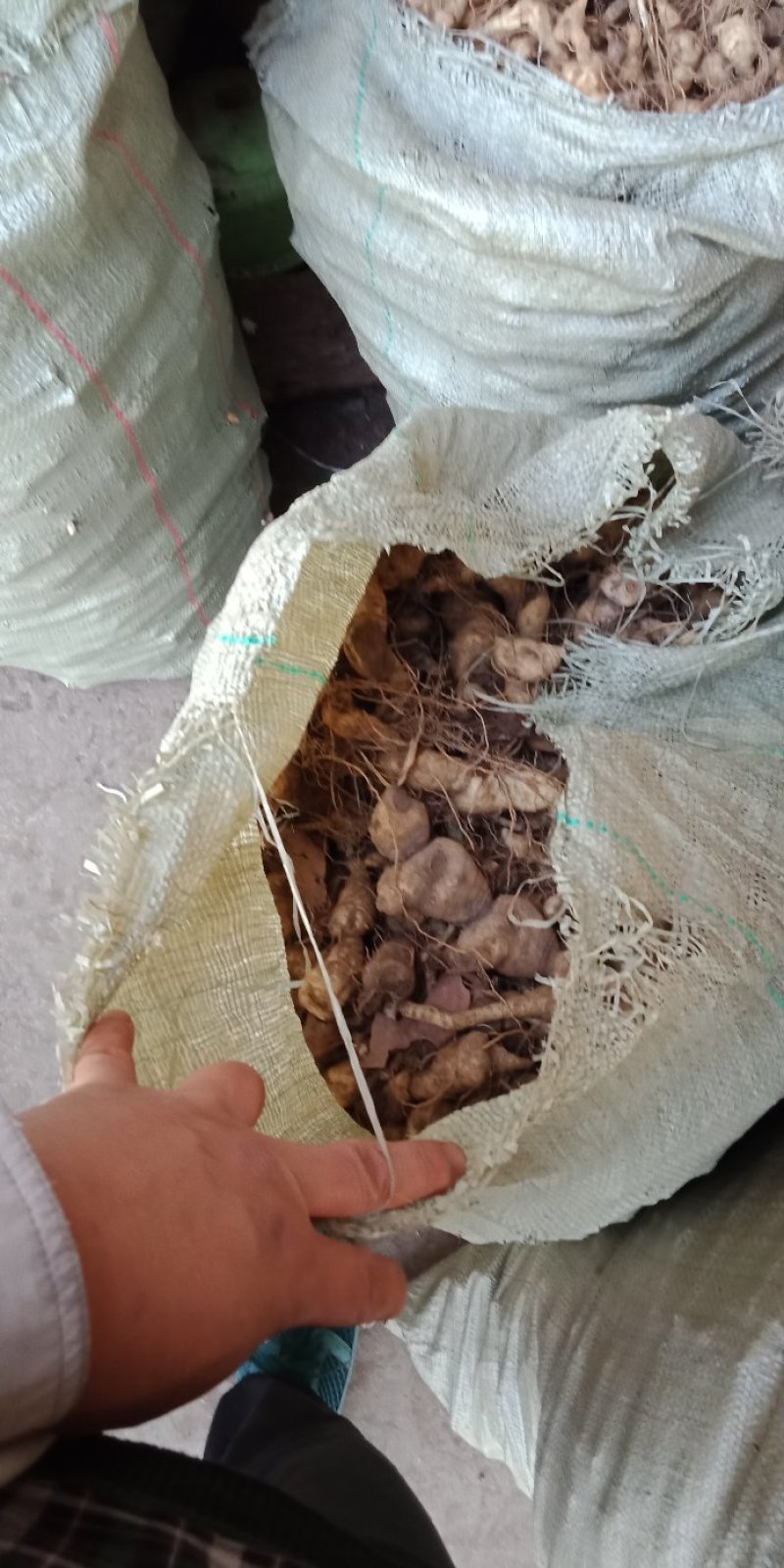 黄精：鲜黄精，种块，蒸黄精