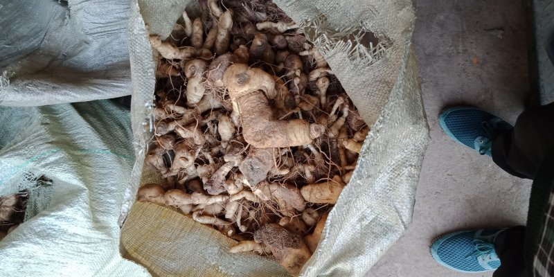 黄精：鲜黄精，种块，蒸黄精