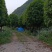 假植八月桂花十五到二十五公分