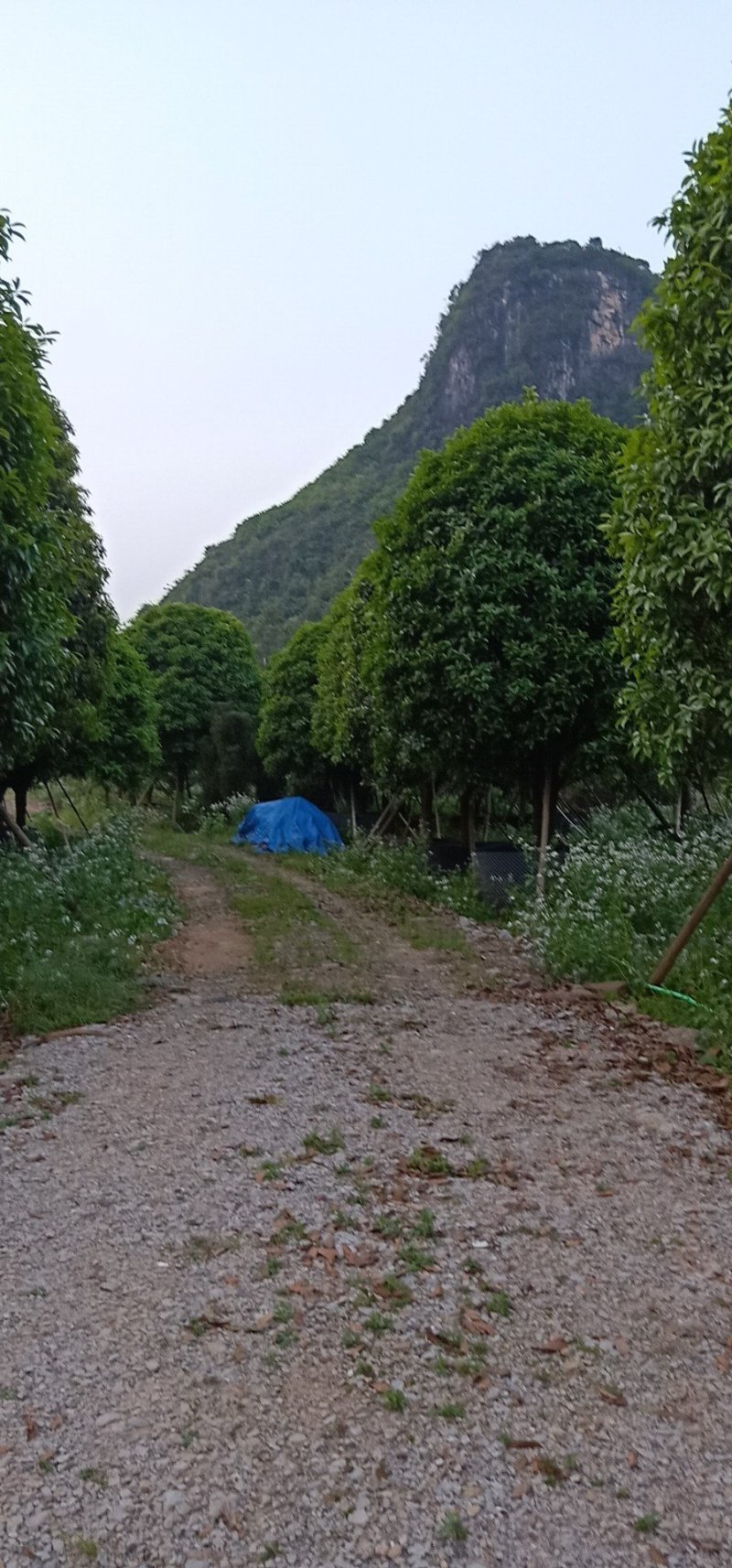 假植八月桂花十五到二十五公分