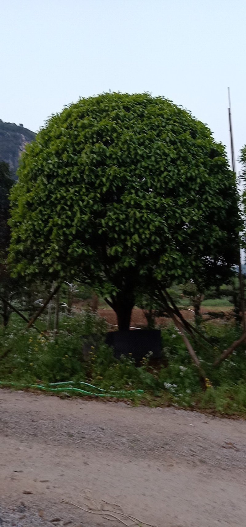 假植八月桂花十五到二十五公分