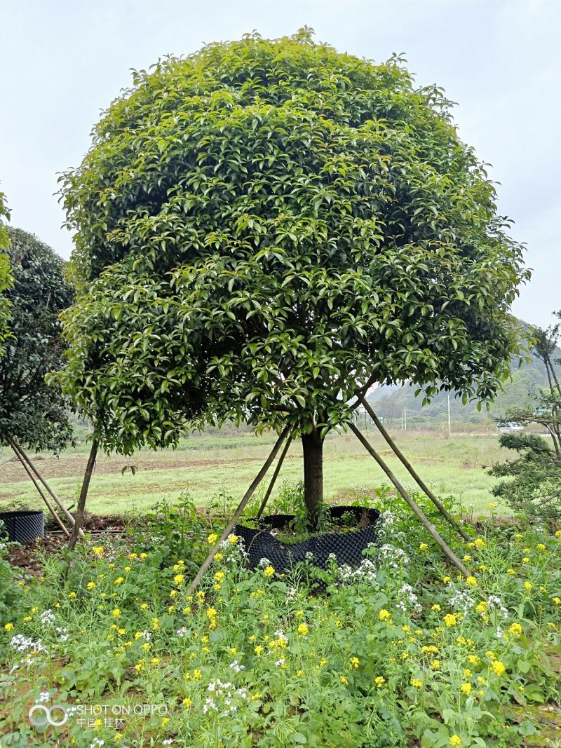 假植八月桂花十五到二十五公分