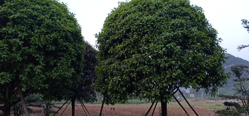 假植八月桂花十五到二十五公分