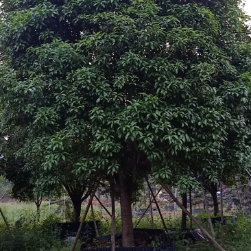 假植八月桂花十五到二十五公分