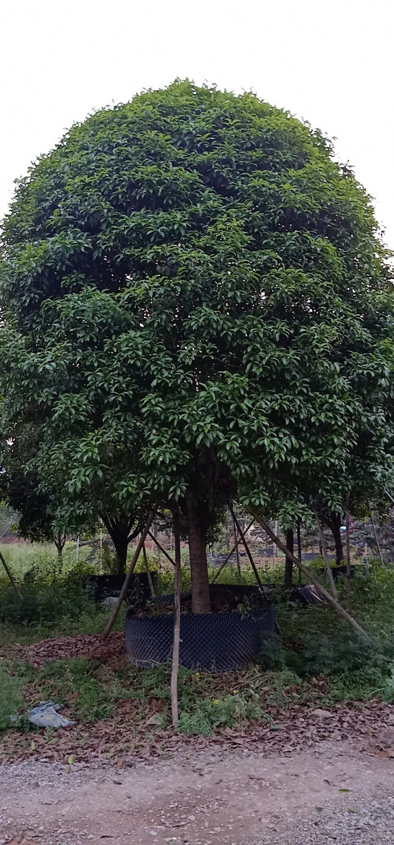 假植八月桂花十五到二十五公分