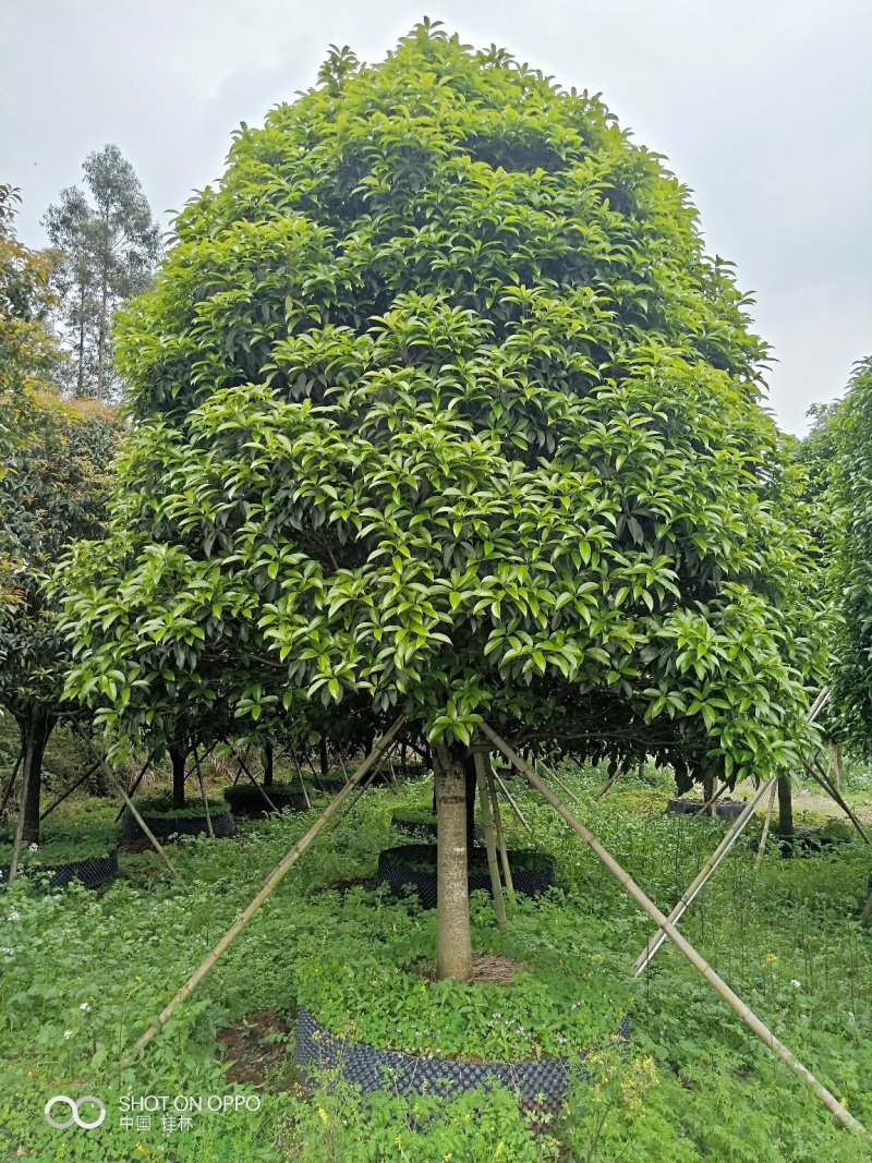 假植八月桂花十五到二十五公分