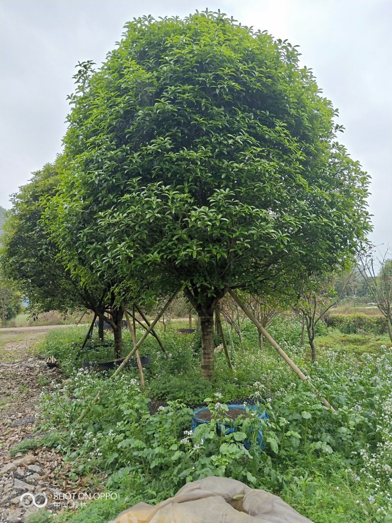 假植八月桂花十五到二十五公分