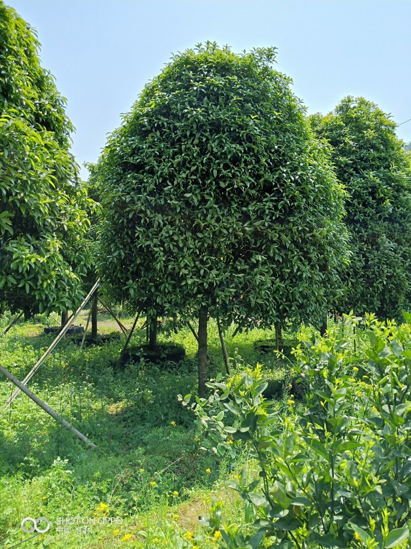 假植八月桂花十五到二十五公分