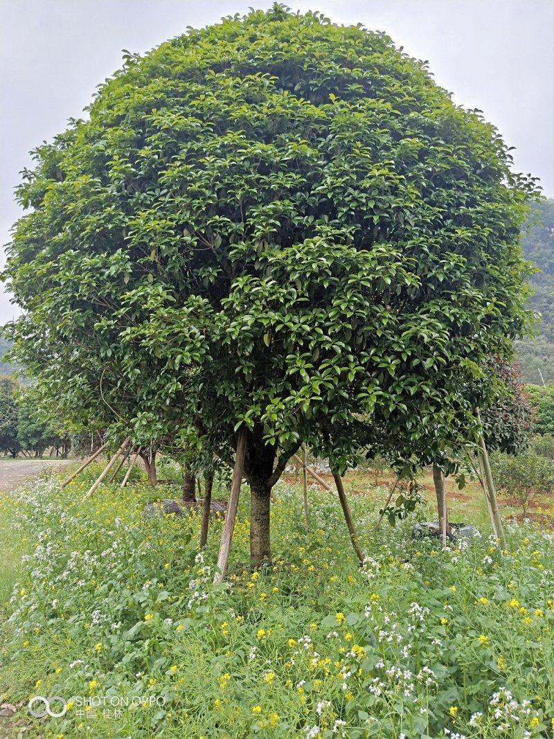 假植八月桂花十五到二十五公分