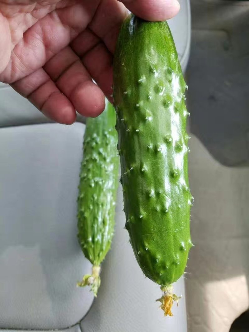水果黄瓜种子，高产，黄瓜种子，小绿黄瓜种子