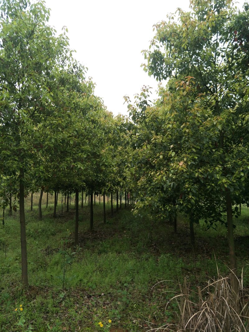 香樟7公分，全冠精品移植苗
