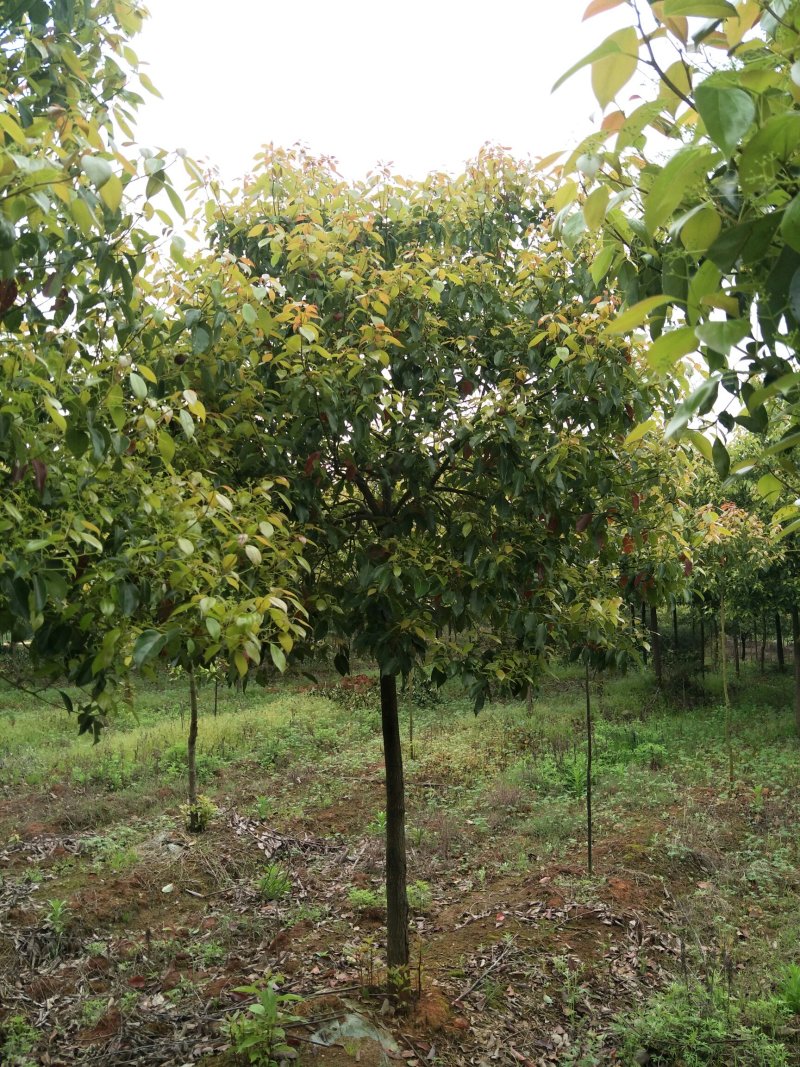 香樟7公分，全冠精品移植苗