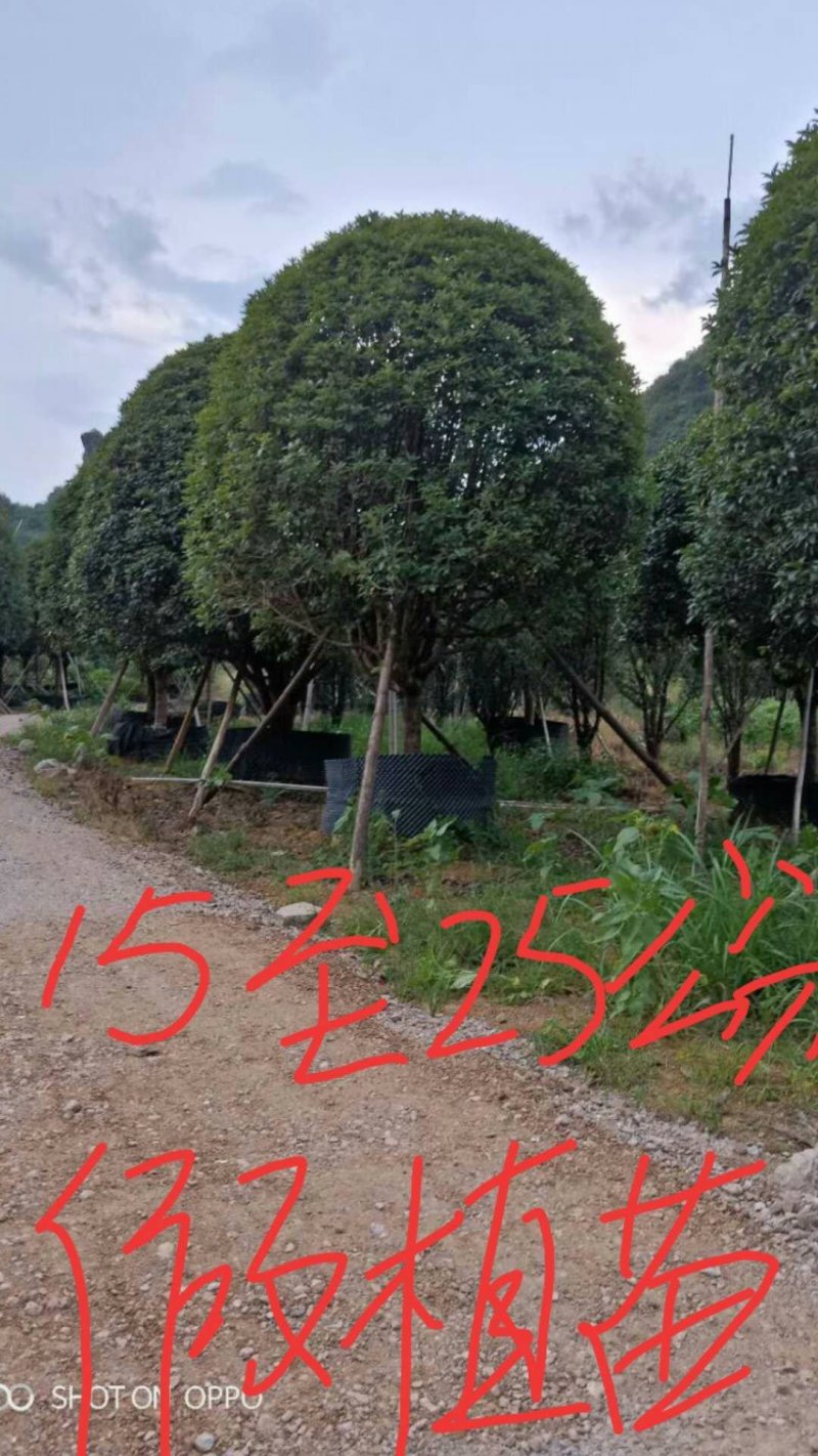 桂花树