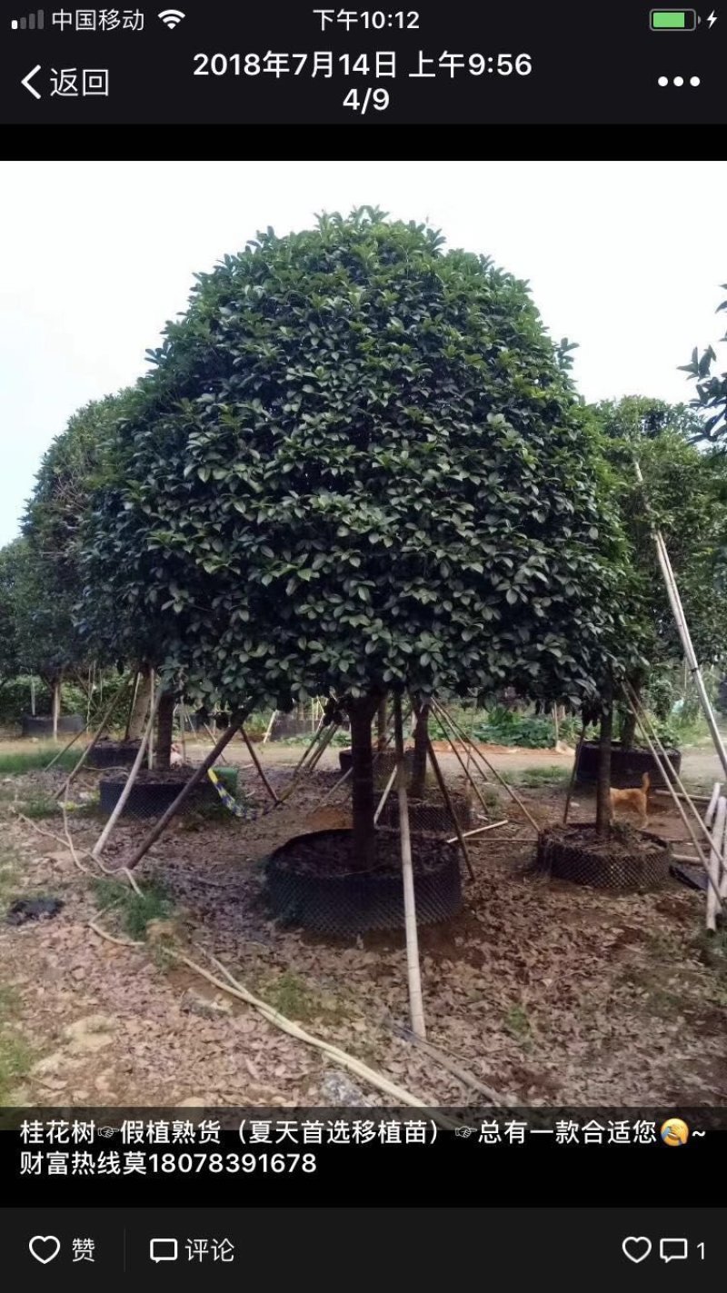 桂花树
