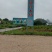 桂花树