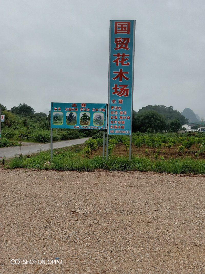 桂花树
