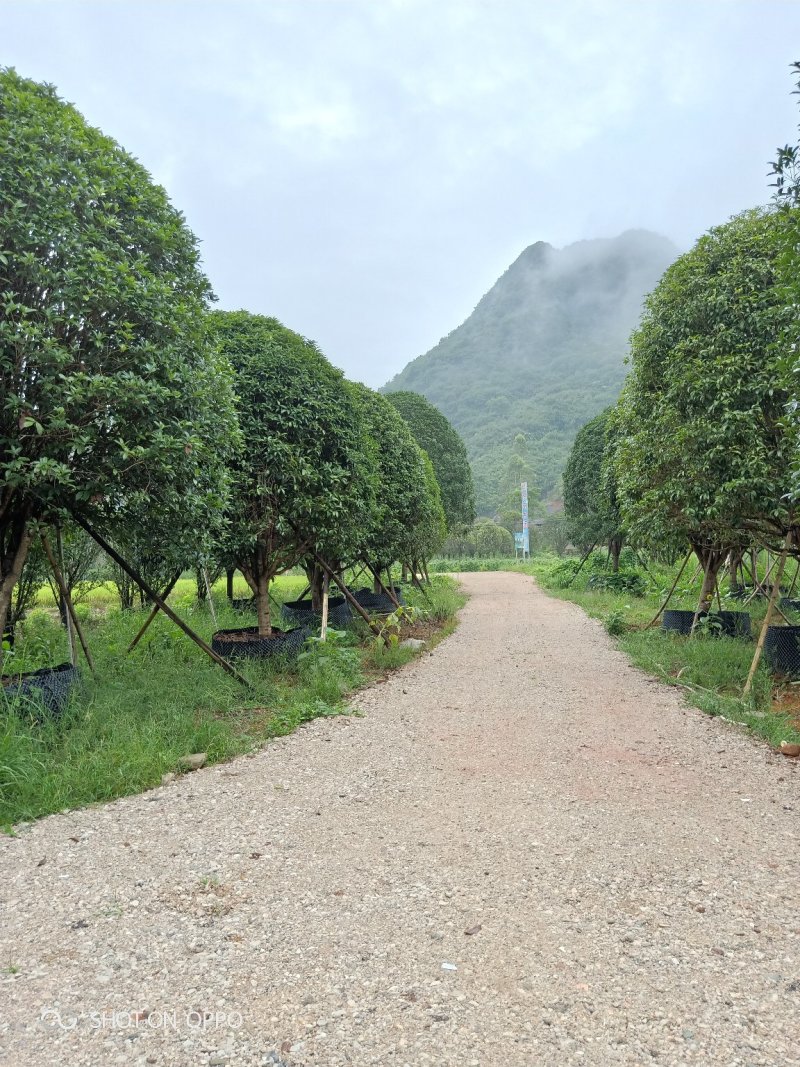 桂花树