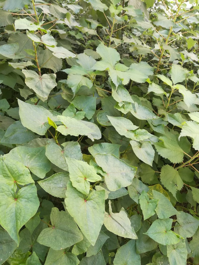 金荞麦根野生新鲜苦荞麦根