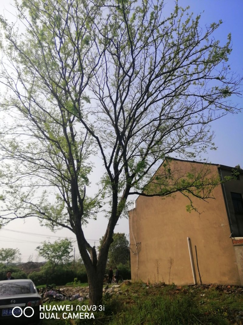 榉树