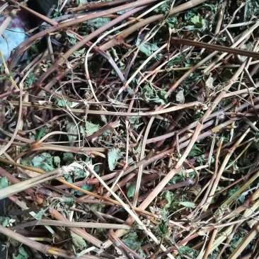 金荞麦茎叶野生晒干苦荞麦茎叶供切段的