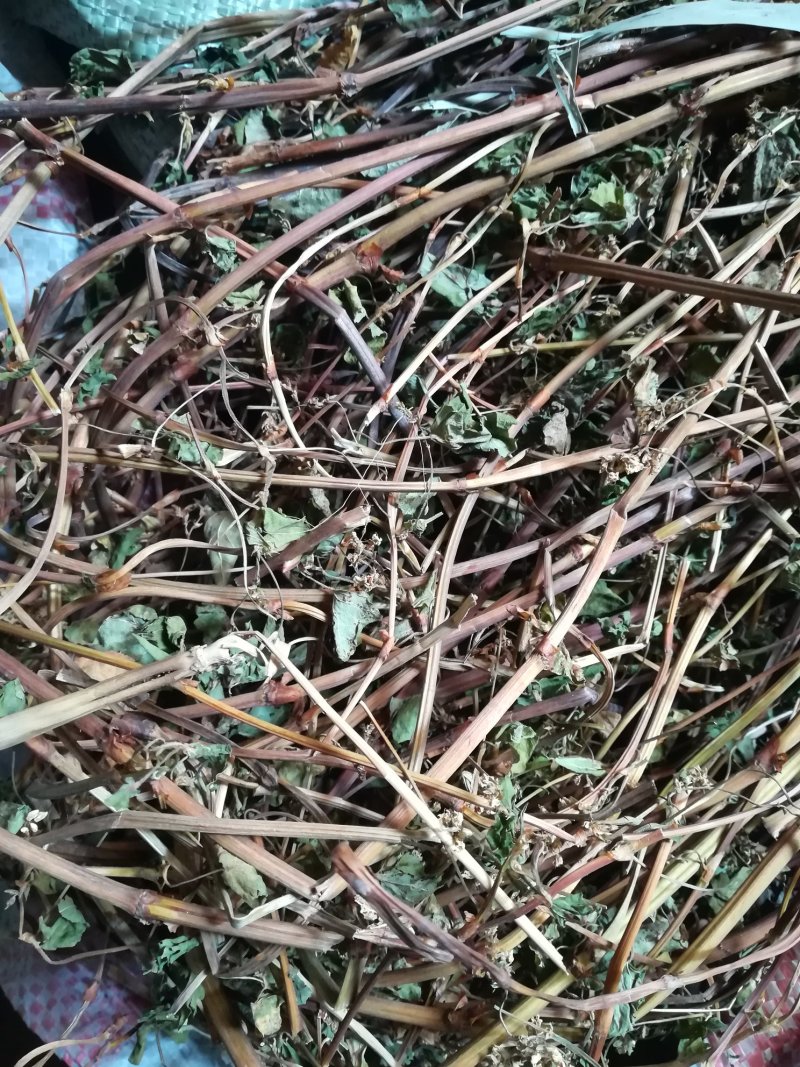 金荞麦茎叶野生晒干苦荞麦茎叶供切段的