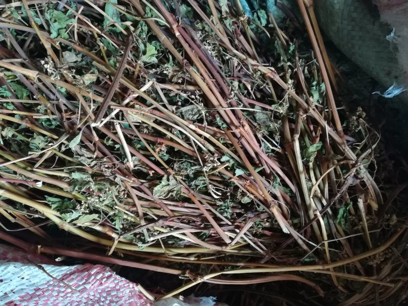 金荞麦茎叶野生晒干苦荞麦茎叶供切段的
