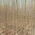 速生白蜡4~6cm4~6cm