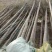 榆树4~6cm6~8cm3.5~4m