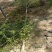榆树4~6cm6~8cm3.5~4m