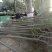 榆树4~6cm6~8cm3.5~4m