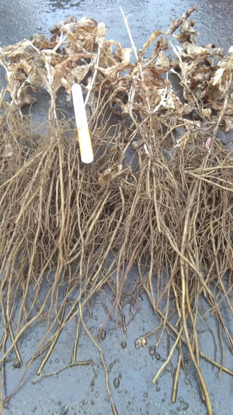 出售白薇苗产地辽宁亩产量高